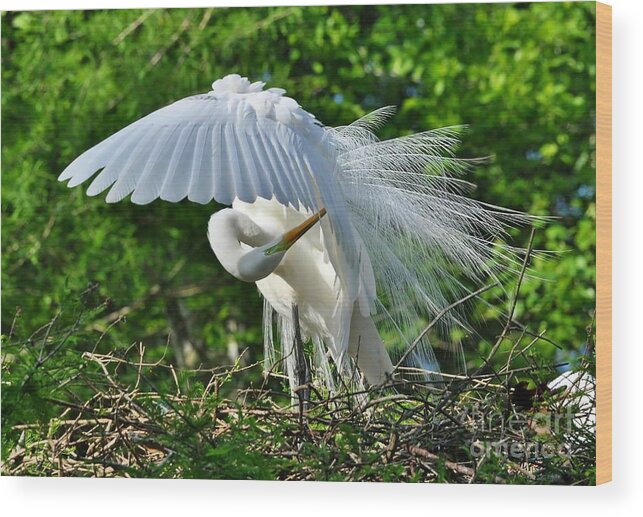 Birds Wood Print featuring the photograph Majestic Egret by Kathy Baccari