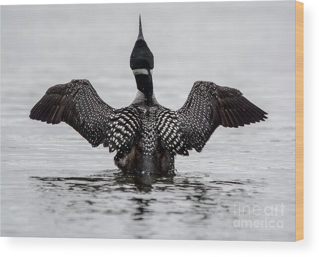 Loon Wood Print featuring the photograph Majestic Loon by Cheryl Baxter
