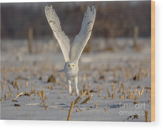 Field Wood Print featuring the photograph Majestic Snowy by Cheryl Baxter
