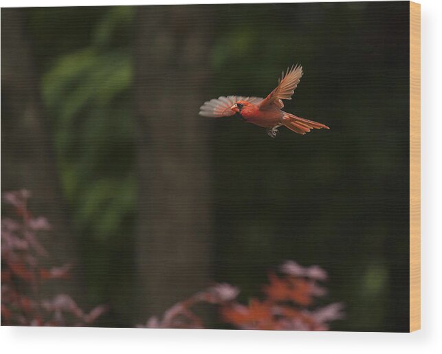 Bird Wood Print featuring the photograph Male Cardinal in Flight by Doug McPherson