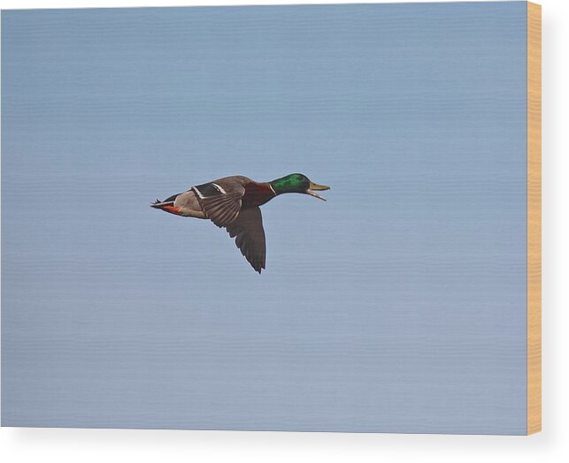 Duck Wood Print featuring the photograph Mallard Drake Talks by John Dart