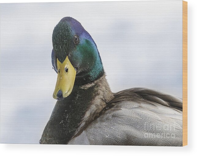 Male Mallard Duck (anas Platyrhynchos ) Wood Print featuring the photograph Do You Have Something For Me? by Ilene Hoffman