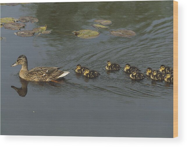 00193561 Wood Print featuring the photograph Mallard Mother with Ducklings by Konrad Wothe