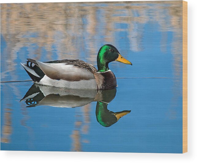 Anas Platyrhynchos Wood Print featuring the photograph Mallard Reflection by Dawn Key