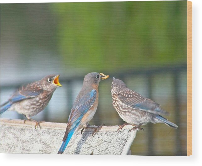 Bluebirds Wood Print featuring the photograph Mama Bluebird and Fledglings by Jeanne Juhos