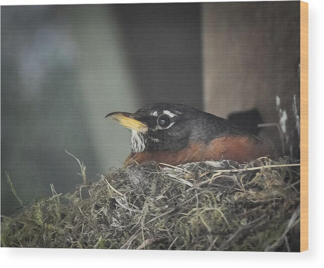 Bird Wood Print featuring the photograph Mama Robin by Ronda Broatch