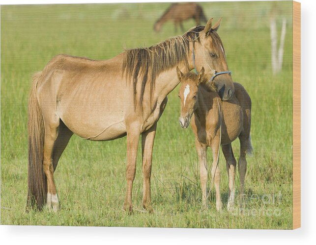 Nature Wood Print featuring the photograph Mare With Colt by William H. Mullins