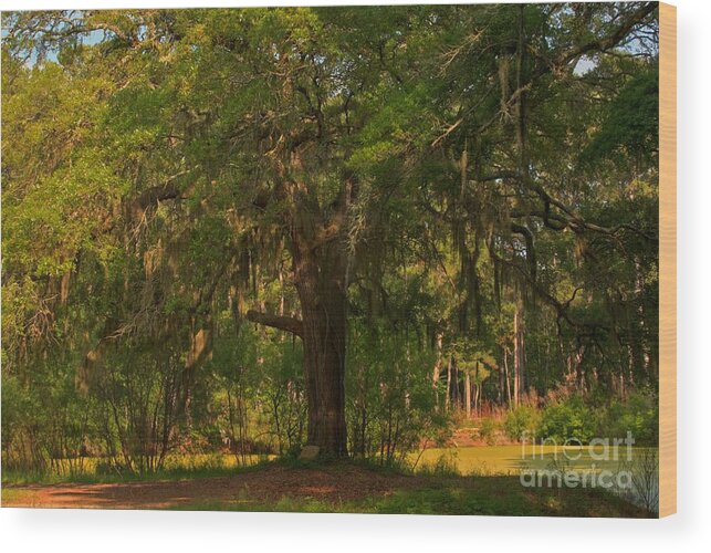Margaret Morrison Meyer Wood Print featuring the photograph Margaret Morrison Meyer Memorial Oak by Adam Jewell