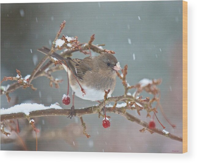Bird Wood Print featuring the photograph Maybe a Cherry or Maybe Not by Kristin Hatt