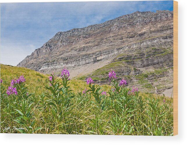 Alpine Wood Print featuring the photograph Meadow of Fireweed Below the Continental Divide by Jeff Goulden