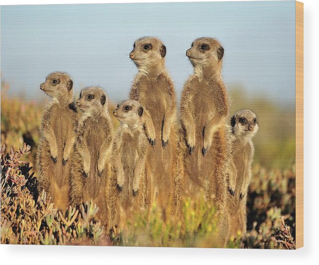 Dawn Wood Print featuring the photograph Meerkat Auricate by Wild Africa Nature