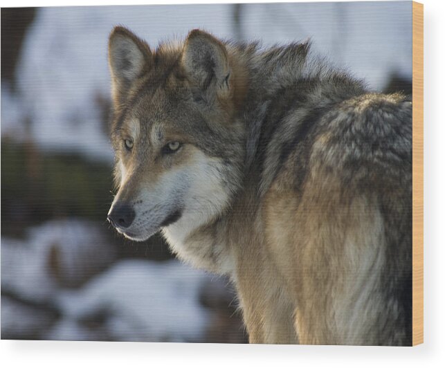 Carnivore Wood Print featuring the photograph Mexican Gray Wolf by Larry Bohlin