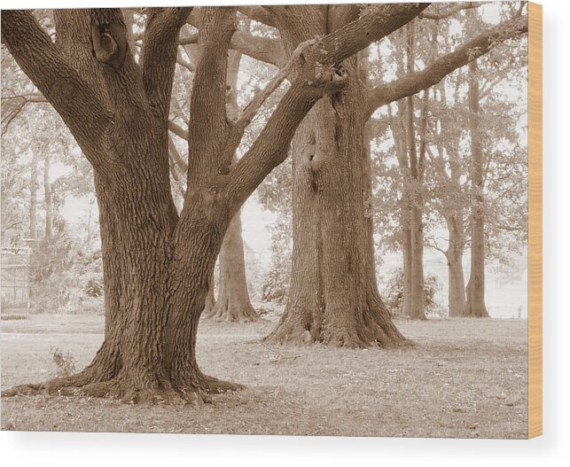 Majestic Oak Trees Wood Print featuring the photograph Mighty Oaks by Jim Whalen