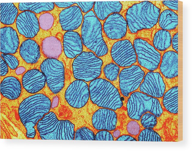 Mitochondrion Wood Print featuring the photograph Mitochondria by Cnri