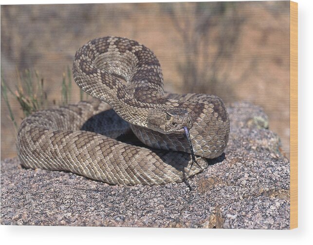 Animal Wood Print featuring the photograph Mojave Rattlesnake by Craig K. Lorenz