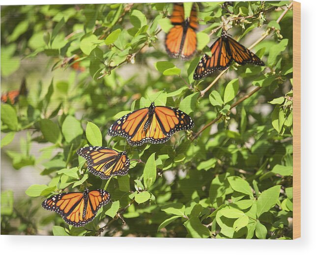 Monarch Butterfly Wood Print featuring the photograph Monarch Butterflies by Melinda Fawver