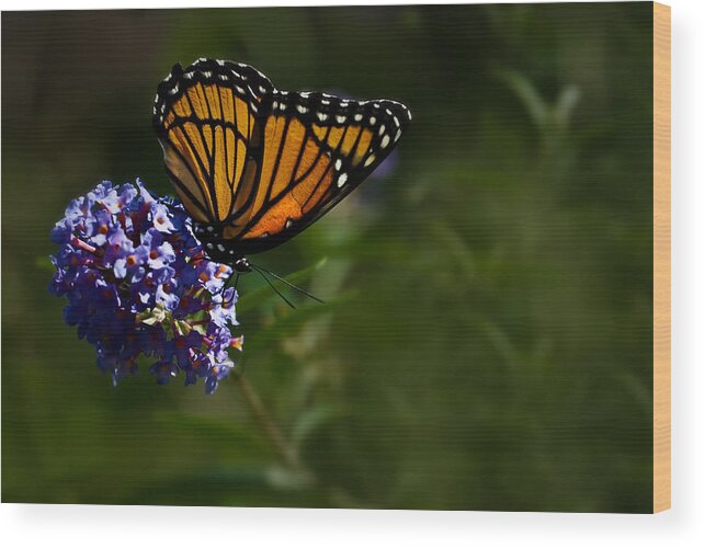 Monarch Butterfly Wood Print featuring the photograph Monarch Butterfly by Onyonet Photo studios