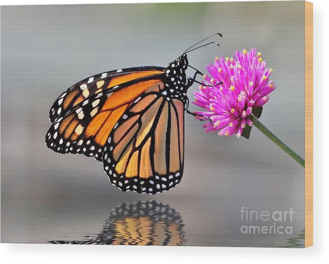 Butterflies Wood Print featuring the photograph Monarch On A Pink Flower by Kathy Baccari
