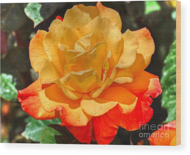 Flowers Wood Print featuring the photograph Morning Dew On A Yellow Rose by Kathy Baccari