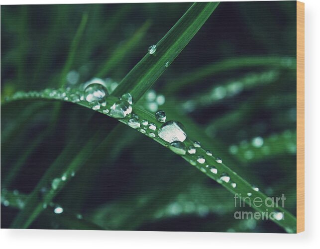 Landscape Wood Print featuring the photograph Morning Dew by Rachel Barrett