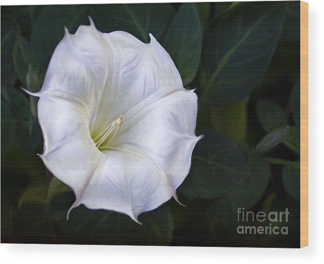 Datura Wood Print featuring the photograph Morning glory by Elena Nosyreva