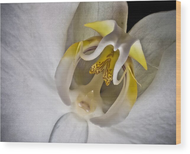 Moth Orchid Wood Print featuring the photograph Moth Orchid Inverted by Ron White