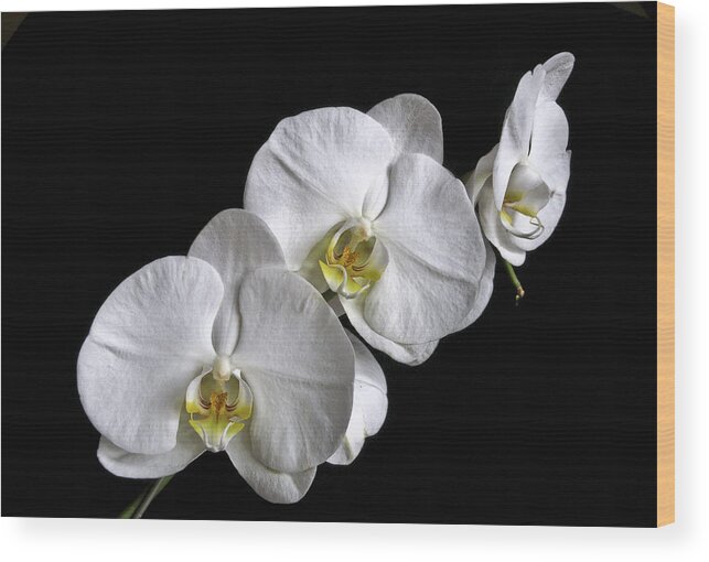 White Moth Orchid Wood Print featuring the photograph Moth Orchid Trio by Ron White