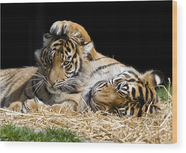 Tigers Wood Print featuring the photograph Mothers Loving Touch by Gary Neiss