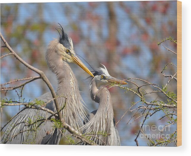 Heron Wood Print featuring the photograph Mr. And Mrs. by Kathy Baccari