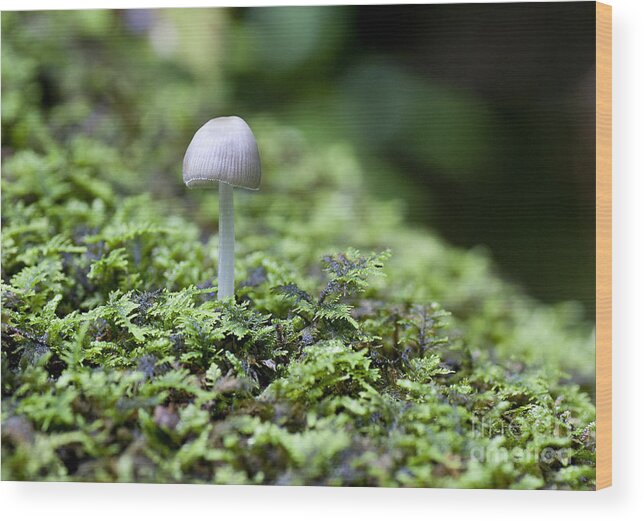 Ridgeway Wood Print featuring the photograph Mushroom by Steven Ralser