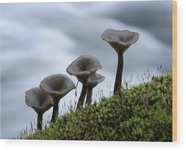 Mushrooms Wood Print featuring the photograph Mushrooms on Moss by Betty Depee