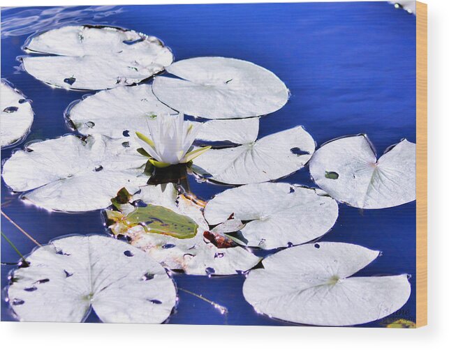 Lily Wood Print featuring the photograph MyLily by Jody Lane