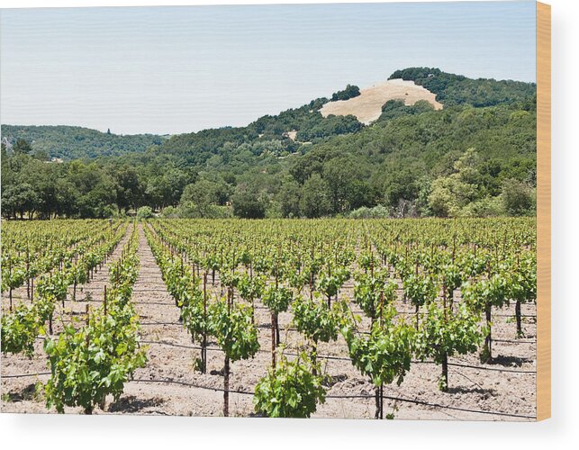 Napa Vineyard Wood Print featuring the photograph Napa Vineyard with Hills by Shane Kelly