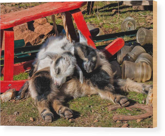 Baby Goats Wood Print featuring the photograph Napping with a Friend by Kathleen Bishop