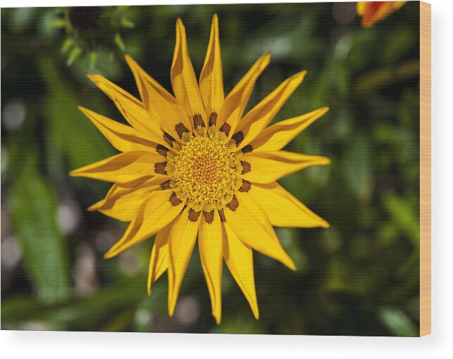 Yellow Flower Wood Print featuring the photograph Nature's Pinwheel by Dan Hefle