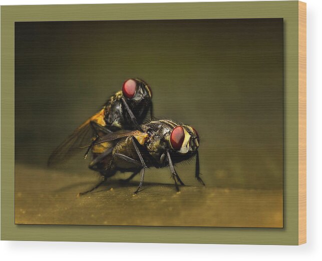 Flies Wood Print featuring the photograph Naughty flies 01 by Kevin Chippindall