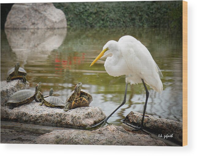 Egret Wood Print featuring the photograph New Found Friends by TK Goforth