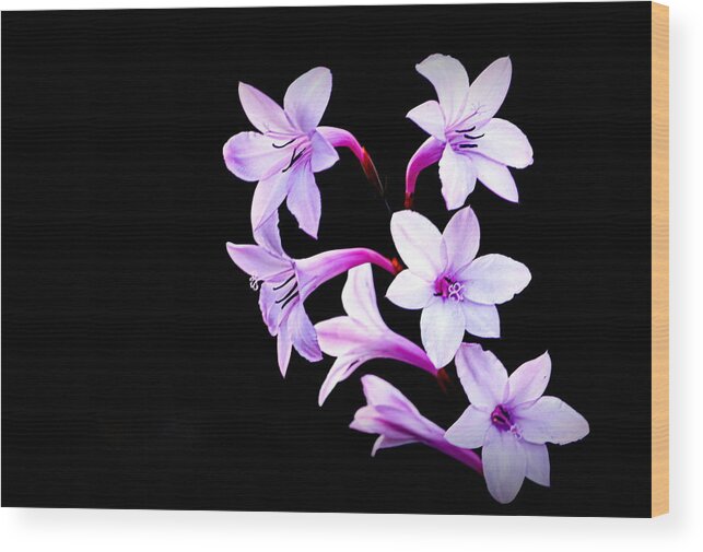 Flowers Wood Print featuring the photograph Night Color by AJ Schibig