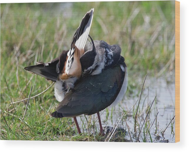 Vanellus Vanellus Wood Print featuring the photograph Northern Lapwing Preening by John Devries/science Photo Library