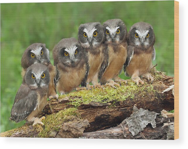 Bia Wood Print featuring the photograph Northern Saw-whet Owl Chicks by Nick Saunders