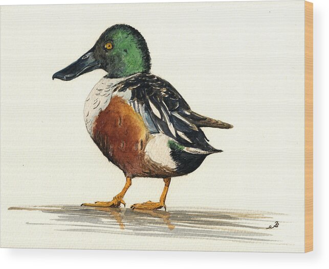 Northern Wood Print featuring the painting Northern Shoveler by Juan Bosco