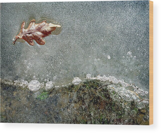 Oak Leaf Wood Print featuring the photograph Oak leaf in ice Linacre by Jerry Daniel