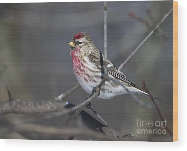 Festblues Wood Print featuring the photograph Oh my what a Finch.. by Nina Stavlund