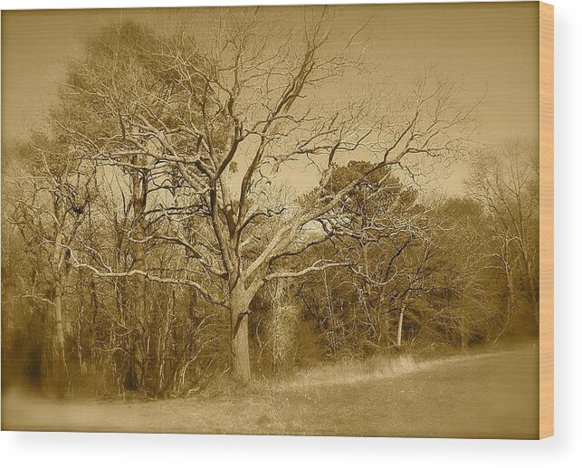 Old Wood Print featuring the photograph Old Haunted Tree In Sepia by Chris W Photography AKA Christian Wilson