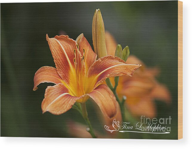 Orange Wood Print featuring the photograph Orange Day Lily 20120624_214a by Tina Hopkins