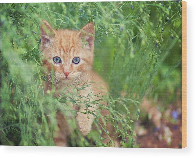 Pets Wood Print featuring the photograph Orange Kitten by Captured By Karen Photography