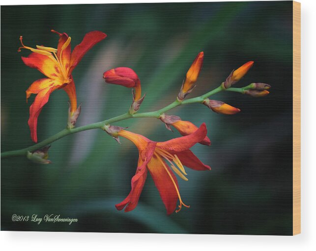 Lily Wood Print featuring the photograph Orange Lily by Lucy VanSwearingen