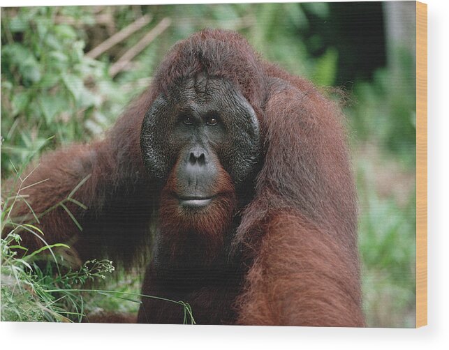 Feb0514 Wood Print featuring the photograph Orangutan Old Male Borneo by Konrad Wothe