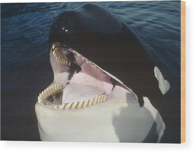 Feb0514 Wood Print featuring the photograph Orca Portrait North America by Flip Nicklin