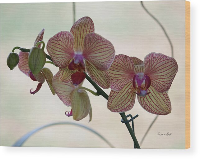 Orchid Wood Print featuring the photograph Orchid Series by Suzanne Gaff